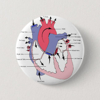 Figure 2. Normal Heart Function.jpg 6 Cm Round Badge