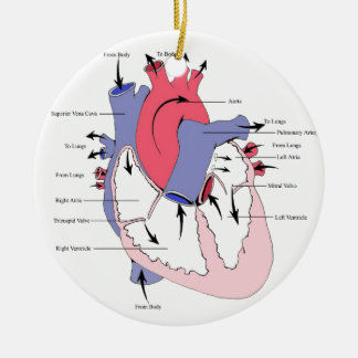 Figure 2. Normal Heart Function.jpg Ceramic Tree Decoration
