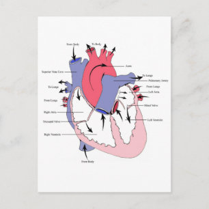 Figure 2. Normal Heart Function.jpg Postcard