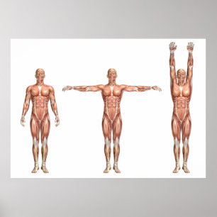 figure showing shoulder abduction and adduction poster