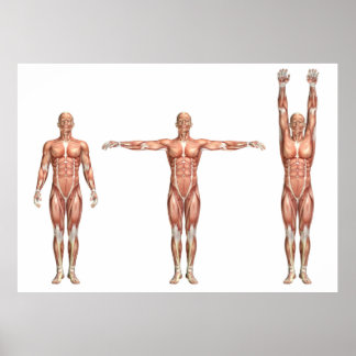 figure showing shoulder abduction and adduction poster
