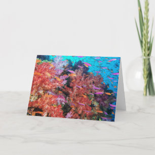 Fiji Colour Splash Card