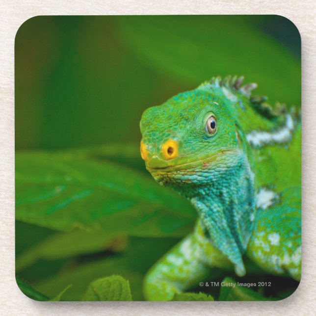 Fiji crested Iguana, Kula Eco Park, Viti Levu, Coaster (Front)