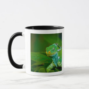 Fiji crested Iguana, Kula Eco Park, Viti Levu, Mug