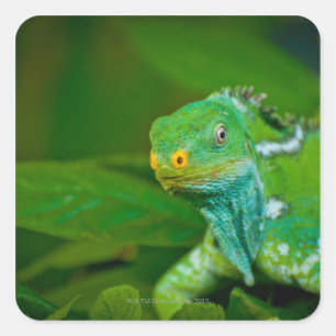 Fiji crested Iguana, Kula Eco Park, Viti Levu, Square Sticker