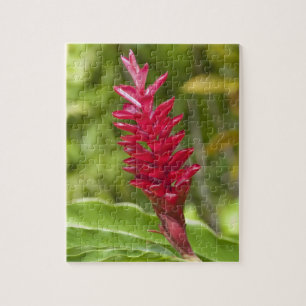 Fiji, Viti Levu Island. Flower. Jigsaw Puzzle