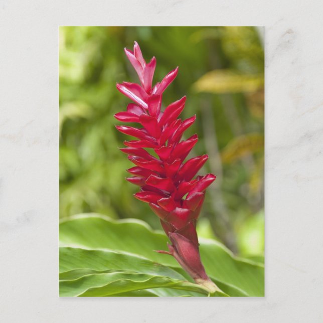 Fiji, Viti Levu Island. Flower. Postcard (Front)