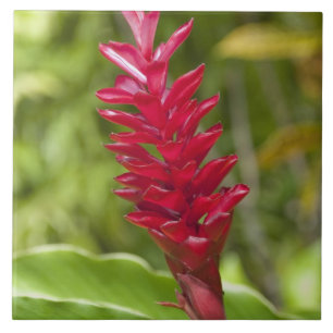 Fiji, Viti Levu Island. Flower. Tile