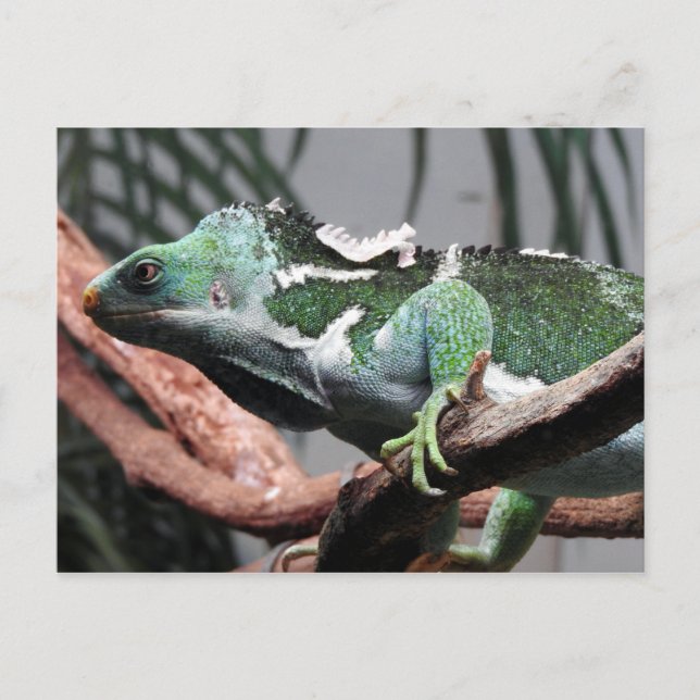 Fijian Crested Iguana Holiday Postcard (Front)