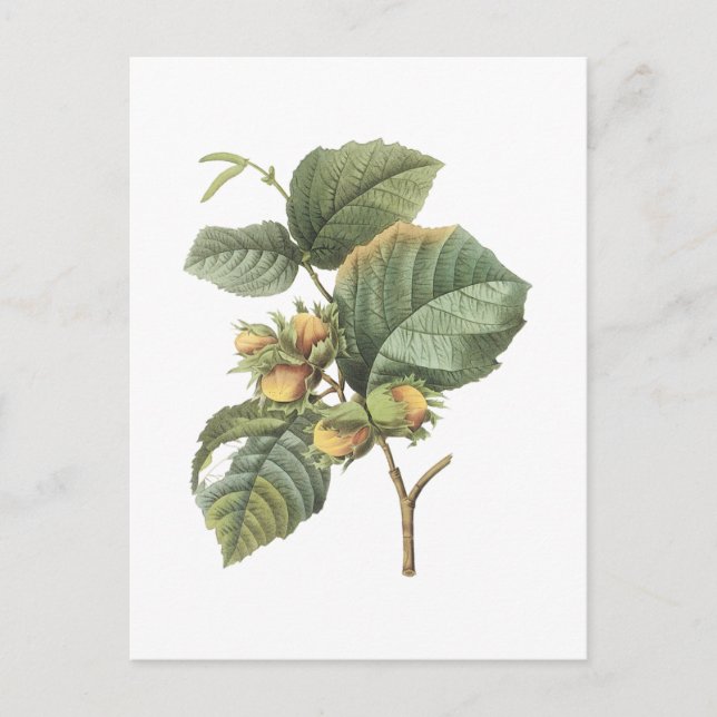 filbert(Corylus maxima) by Redouté Postcard (Front)