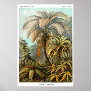 Filicinae (Tree fern) Poster