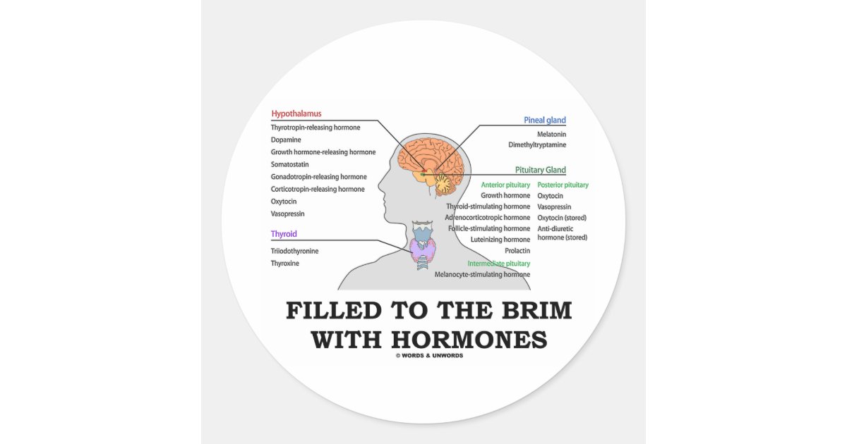 Hormones Sticker Filled To The Brim With Hormones (Anatomy) Classic Round Sticker | Zazzle