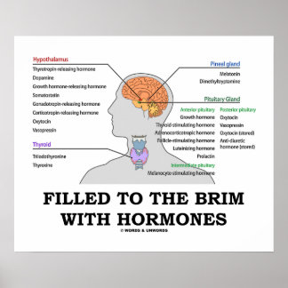 Filled To The Brim With Hormones Medical Humour Poster