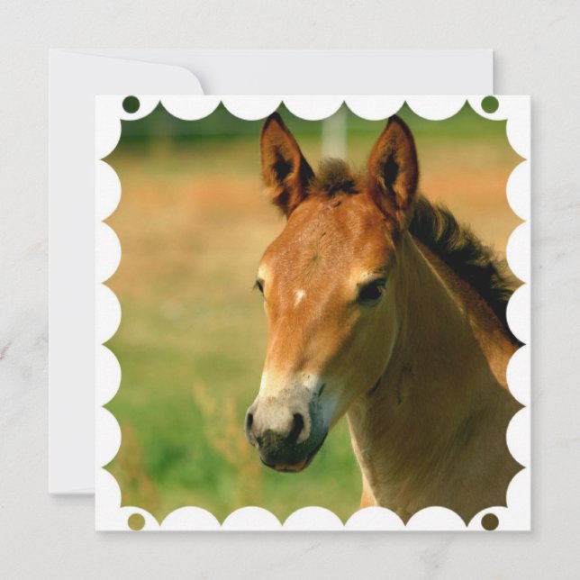 Filly Horse Invitation (Front)