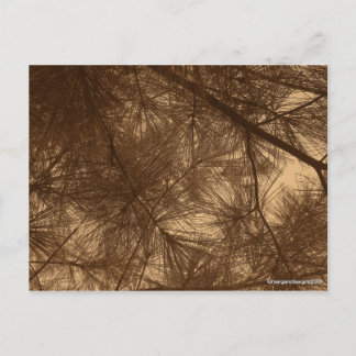 Filtered Sunshine Thru Pines Postcard