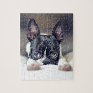 Fina the Boston Terrier Jigsaw Puzzle