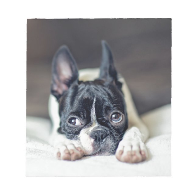 Fina the Boston Terrier Notepad (Front)