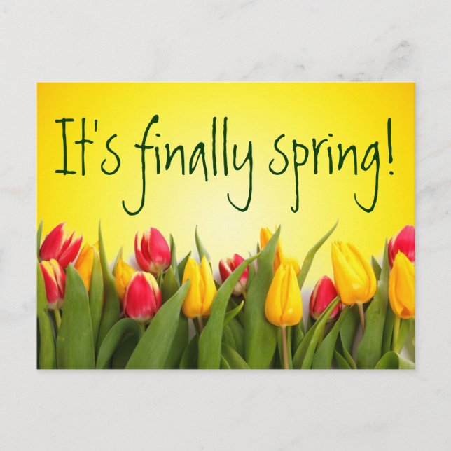 Finally Spring Colourful Spring Tulips Yellow Postcard (Front)