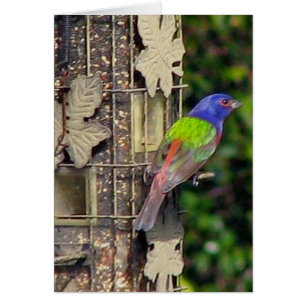 finch-1-feb5-06