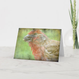 Finch Card