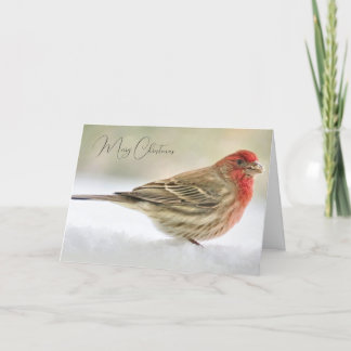 Finch Christmas Wishes Christmas Card