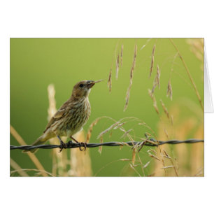 Finch eating seeds of a wild grass