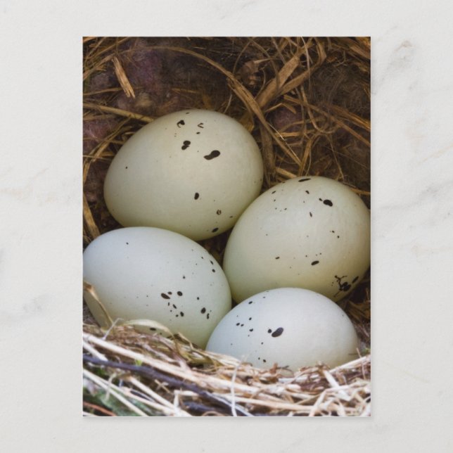 Finch Eggs And Nest Postcard (Front)