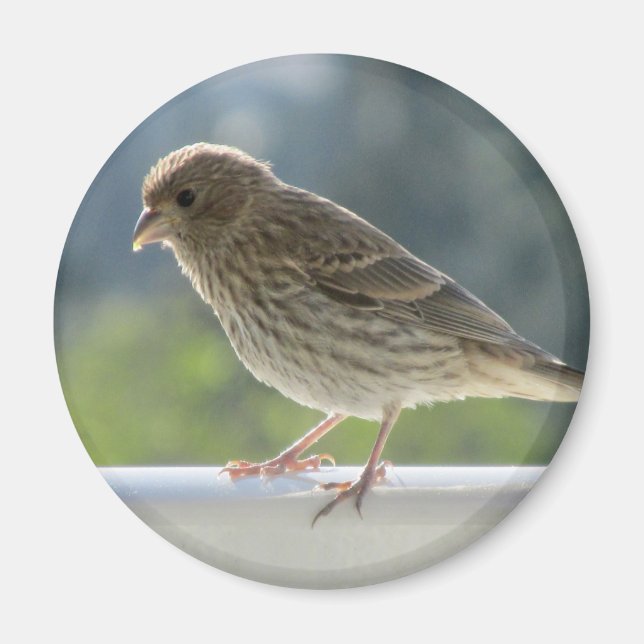 Finch in the Morning Sun. Magnet (Front)