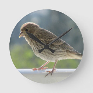 Finch in the Morning Sun. Round Clock