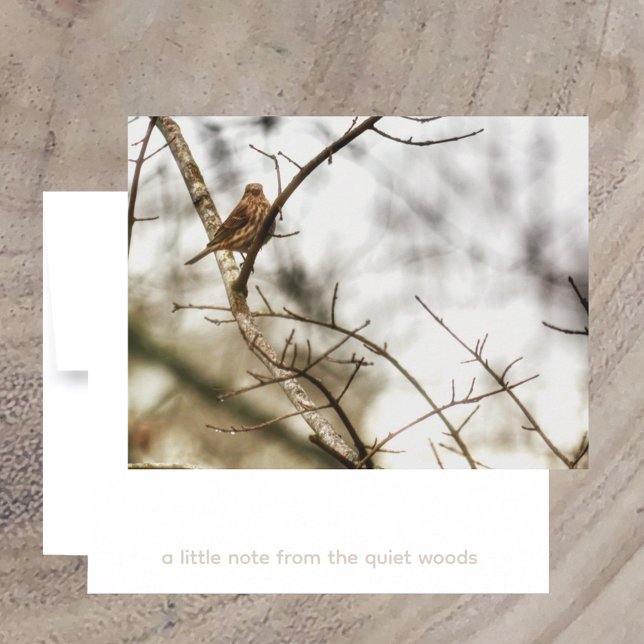 Finch in Winter Branches Nature Photography Card (Creator Uploaded)