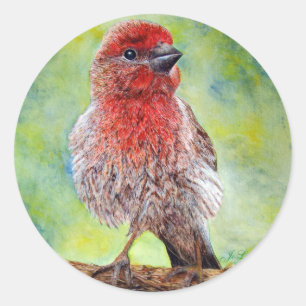 Finch Stickers