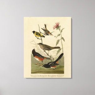 Finch, Towhee, Sparrow, Audubon's Birds of America Canvas Print