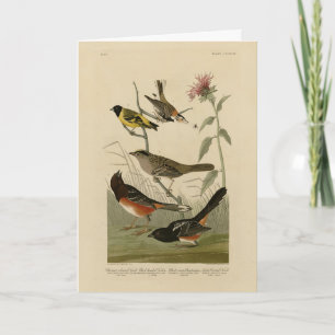 Finch, Towhee, Sparrow, Audubon's Birds of America Card