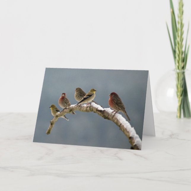 Finches Christmas card (Front)