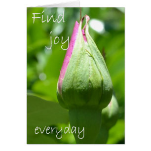 Find Joy Everyday