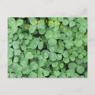 Find the four leaf clovers   postcard
