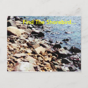 Find The Shorebird... Postcard