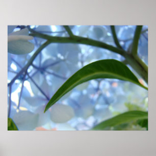 Fine Art Floral Blue Hydrangea Flowers Prints