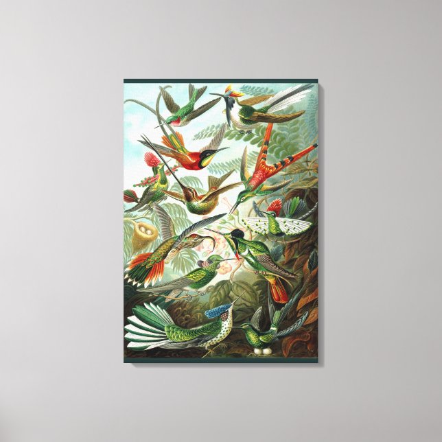 Fine Art Hummingbird - Art Forms of Nature Canvas Print (Front)