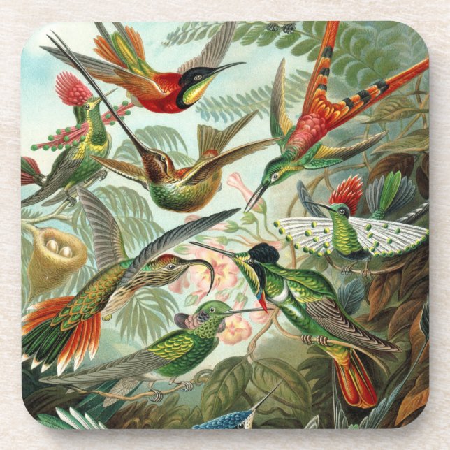 Fine Art Hummingbirds - Art Forms of Nature Coaster (Front)