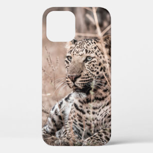 Fine art image of Huge wild male leopard or panthe iPhone 12 Case