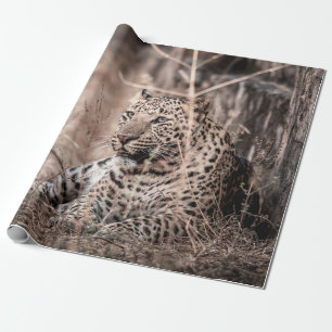 Fine art image of Huge wild male leopard or panthe Wrapping Paper