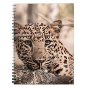 Fine art image of male leopard or panther portrait notebook
