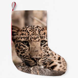 Fine art image of male leopard or panther portrait small christmas stocking
