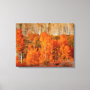 Fine Art Orange Aspen Autumn Fall Canvas Art Print