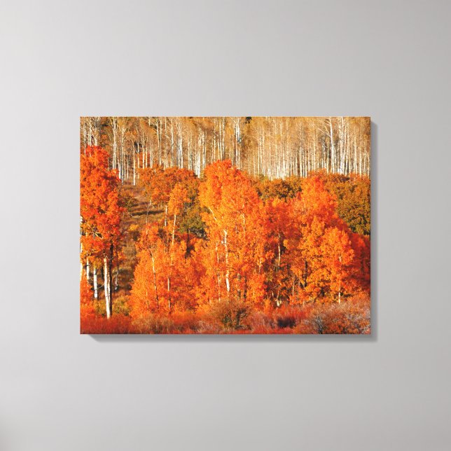 Fine Art Orange Aspen Autumn Fall Canvas Art Print (Front)