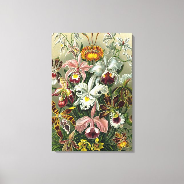Fine Art Orchids - Art Forms of Nature Canvas Print (Front)