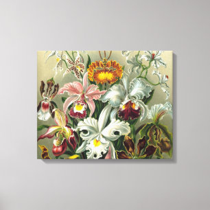 Fine Art Orchids - Art Forms of Nature Canvas Print