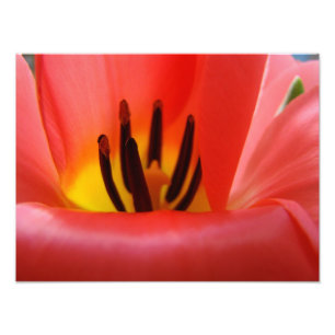 Fine Art Photography art prints Red Tulip Flower
