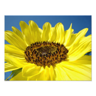 Fine art Photography gifts Yellow Sunflowers Photo Print
